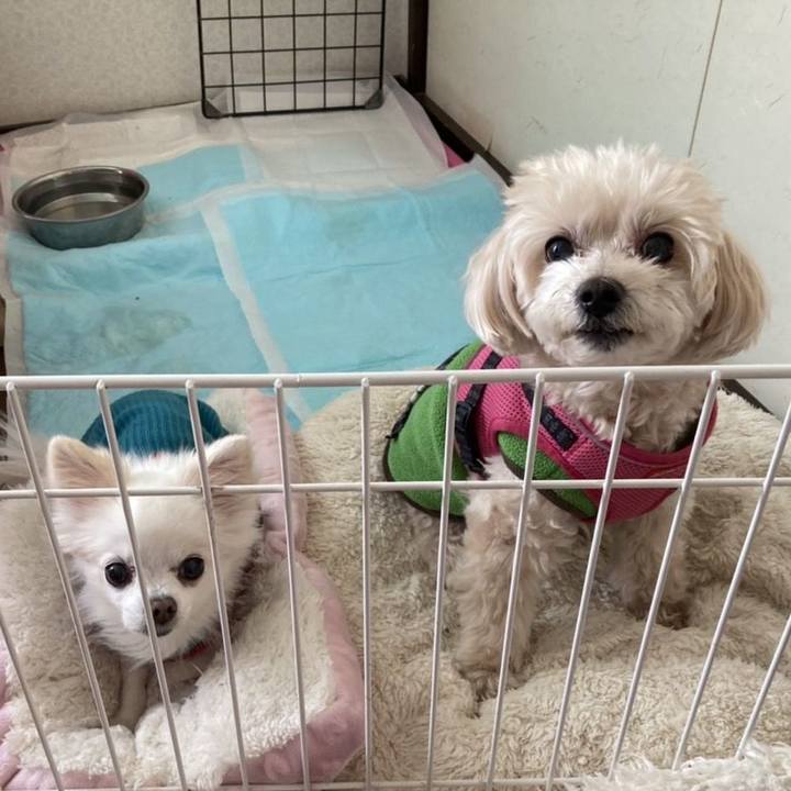 B2526d28 aae5 4db5 a89e c63e9dc3f4a7 1647160156907