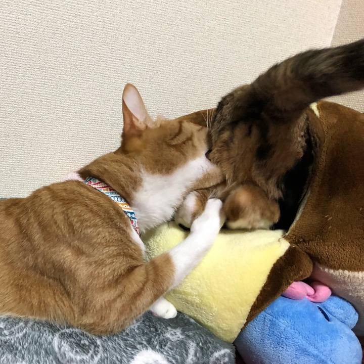 B252ef85 291f 4ef4 a7be 39537c37ac26 1584961539529