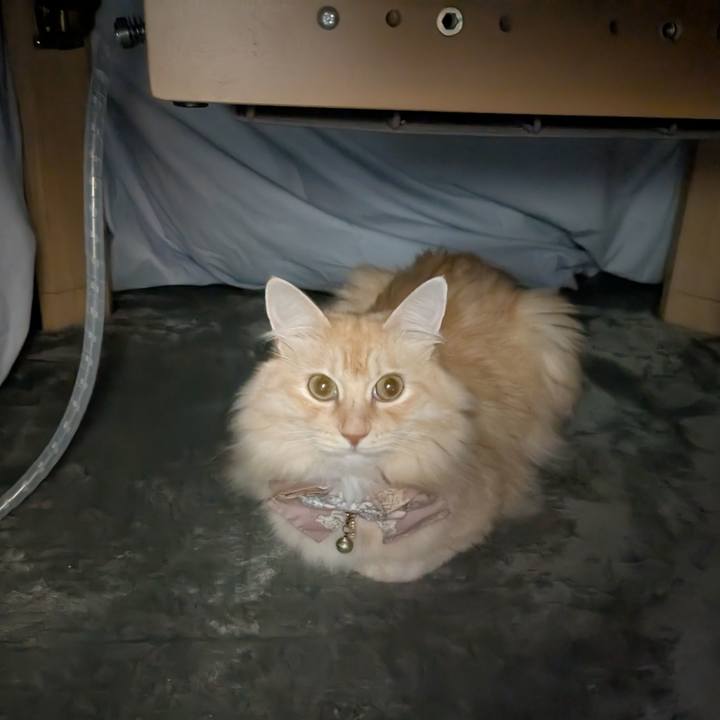 B253d4e1 8482 4583 bb00 5d90e51f3fbc 1731416091072