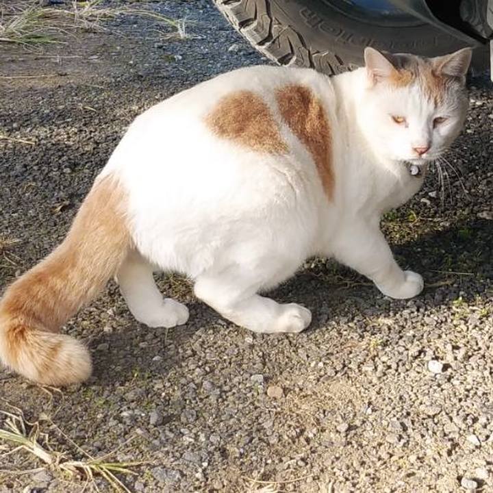 B2588f65 5818 47e4 b398 1cec05c982c8 1605236462964