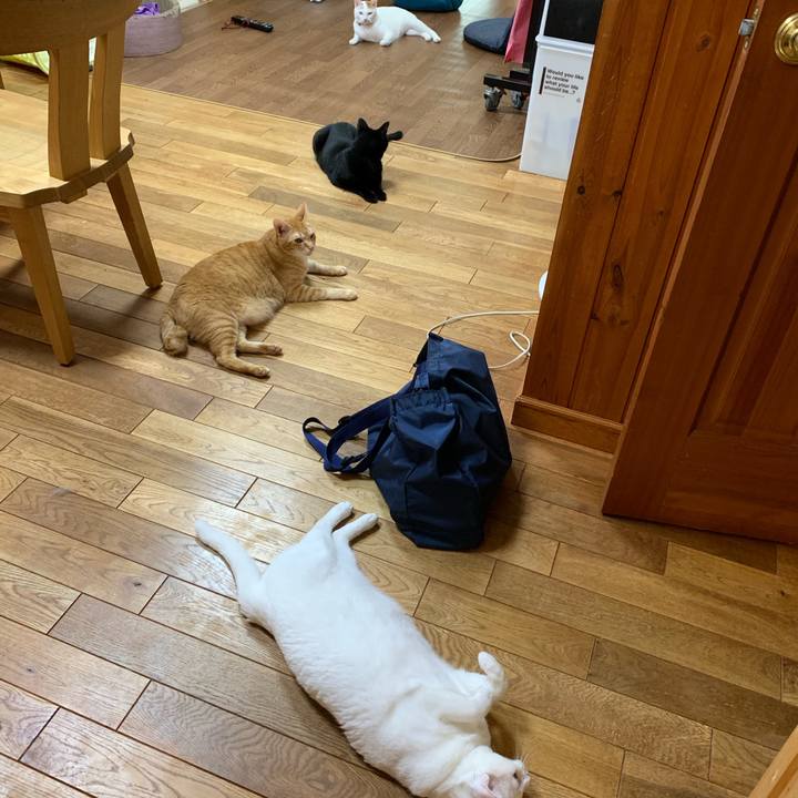 B258f8bb 3231 4196 a2f9 3eb7aad22acd 1564480274541