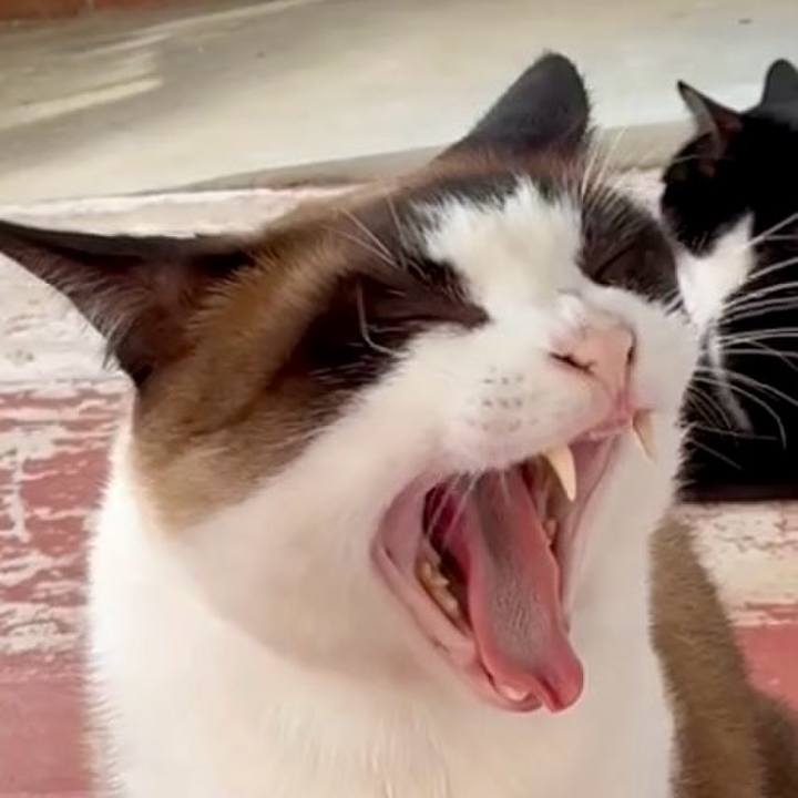 B259b6b5 c3fe 408e a407 1cb681709062 1752149346519