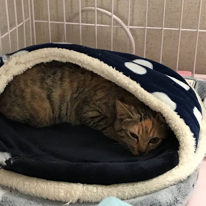 B25c439b 4bd0 4539 90c1 529fc241d348 1543629366849