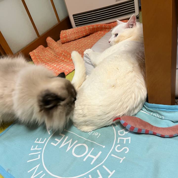 B25cf729 1253 4cd7 9de0 6da18a9f2ff2 1740836591562