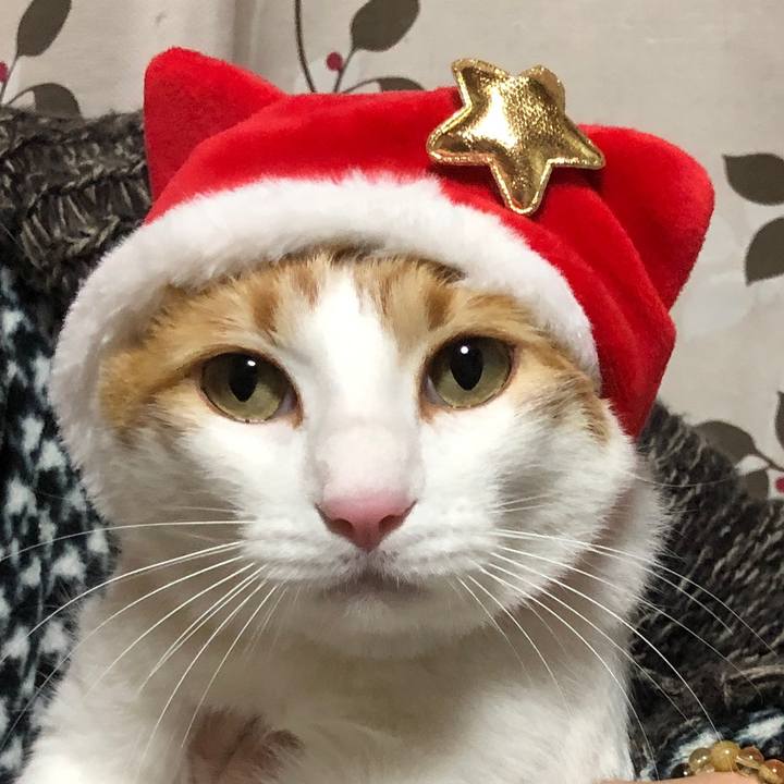 B264ba69 07b0 4afc abd7 64884a2bf315 1544355558093