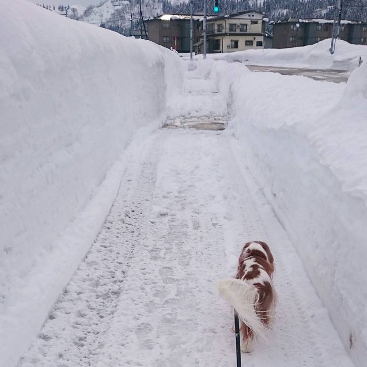 B2683866 8075 4fd6 96f1 8d23be9302f7 1517392520272