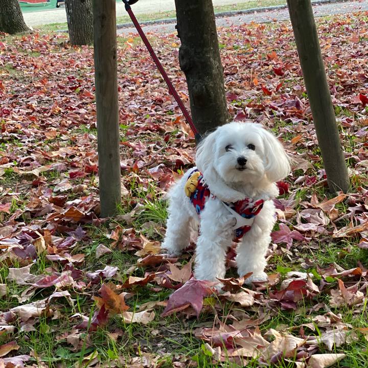 B26c757a cce7 483d 988e e9455a45f149 1574328391926