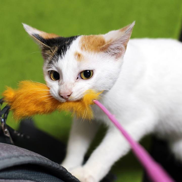 B26fda77 6c30 4366 86ff 99d876481ef9 1543189470982