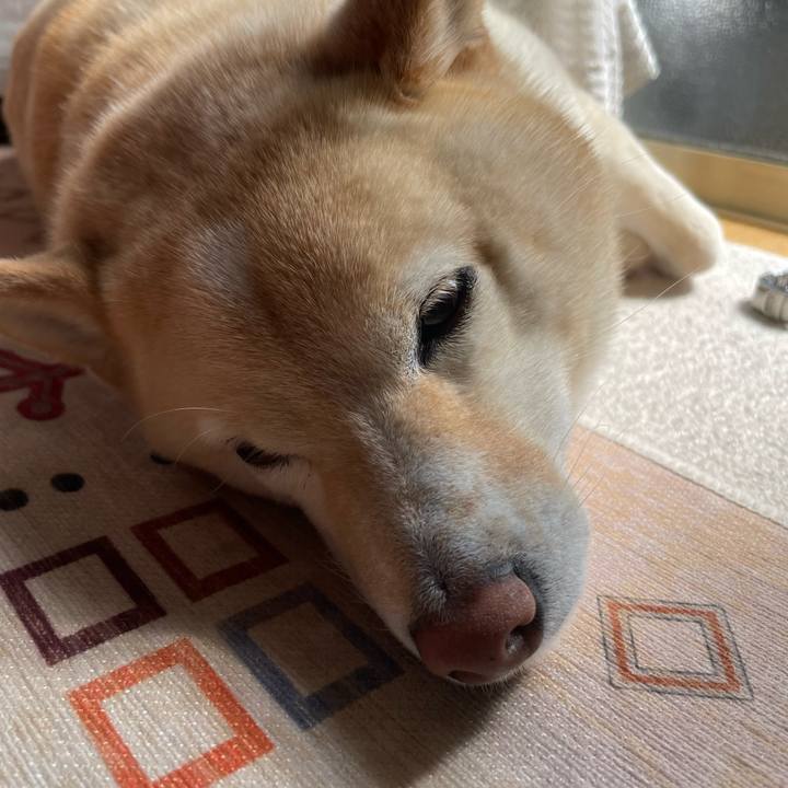 B271e30a a4c8 4d7d b102 6778c75f195e 1742268685023