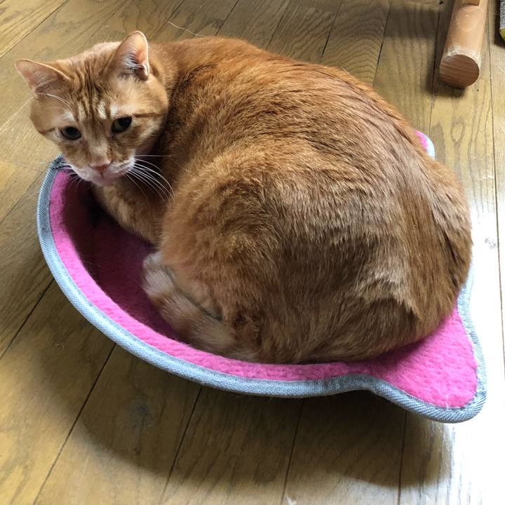 B277502f 4355 4a15 9b4b 29c420746be2 1618266395824