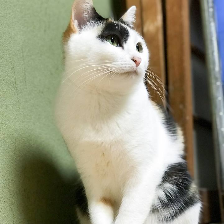 B2779bd8 54cc 44cf b6ec 2b888ff8f9e2 1512953976274