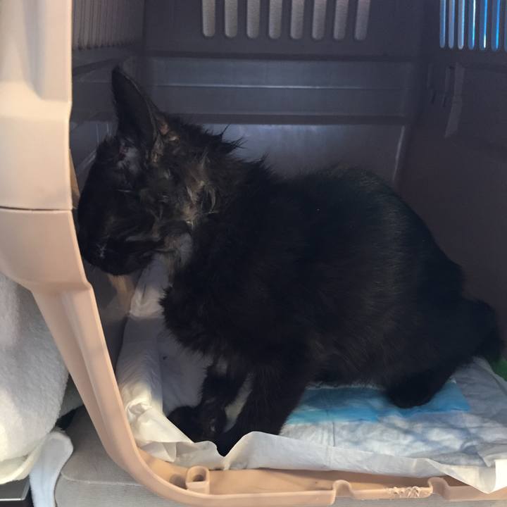 B279cde0 19f1 440c a66b feaee9a25062 1532734720028