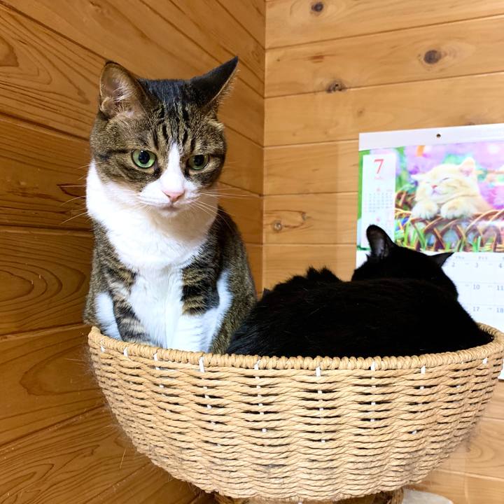 B27d24a7 0825 4a0c bbe8 201ad00f9dba 1595511802845