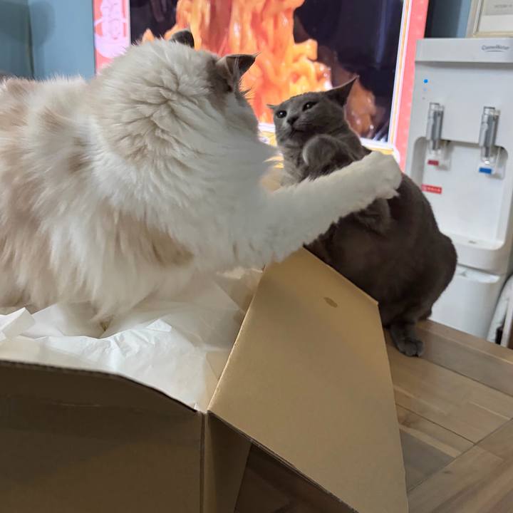 B27f4d76 bb58 4595 9f63 f40cd831333f 1765707485926