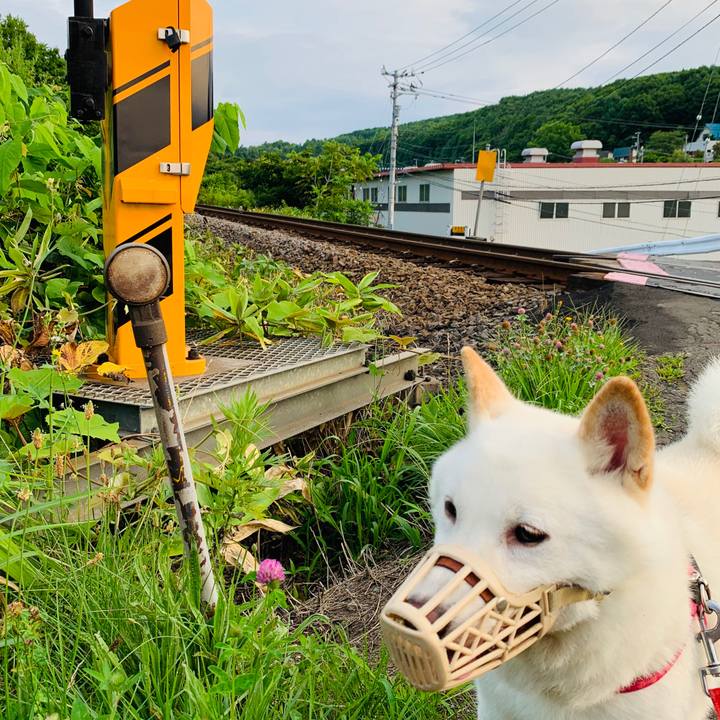 B28150ae 64a7 4497 a7d1 d1ca0b75718f 1564520397051