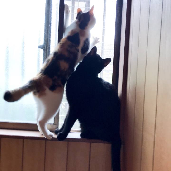 B28c58b2 3977 4eea a604 681ba42024ae 1529979209732