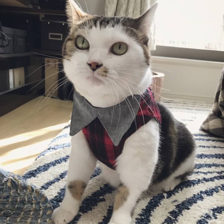 B290e983 aad9 4400 8bc3 6dd40564512d 1541911403608