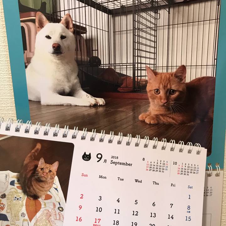 B2916a8d 1c84 4aee a054 652410c6fdee 1535770477769