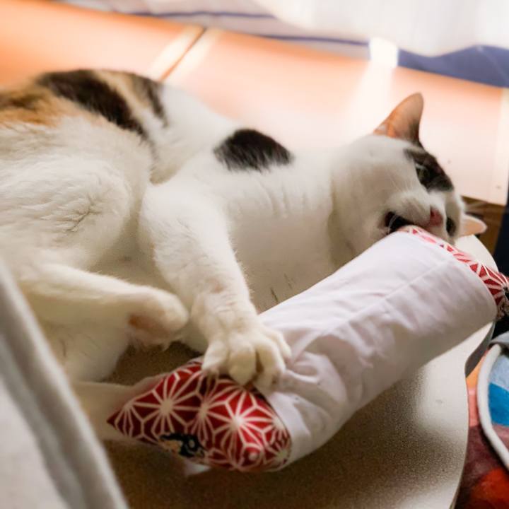 B291c556 422b 4afd bd61 3b00ccf2ae18 1581039801250