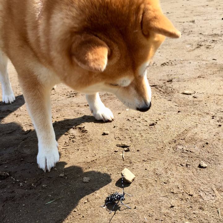 B2925ab3 6e83 4cd7 b5a9 57d9698988ac 1530422020974