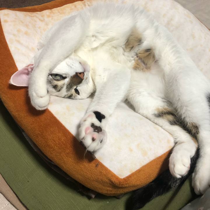 B2980ce2 4cd3 4262 90c7 777daf9d79c1 1552042894888