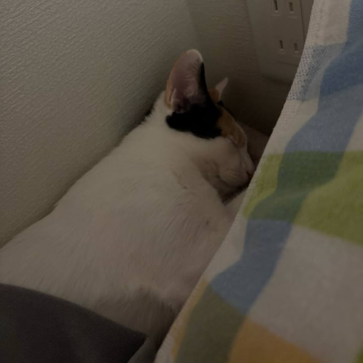 B29ede97 ac55 4c5c 8a13 7efa0e118a0b 1762852727306