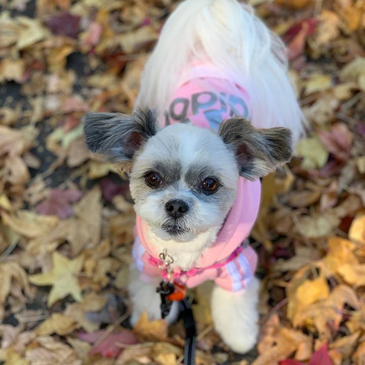 B2a27276 963f 473e a99a c85130d0f071 1605087045926