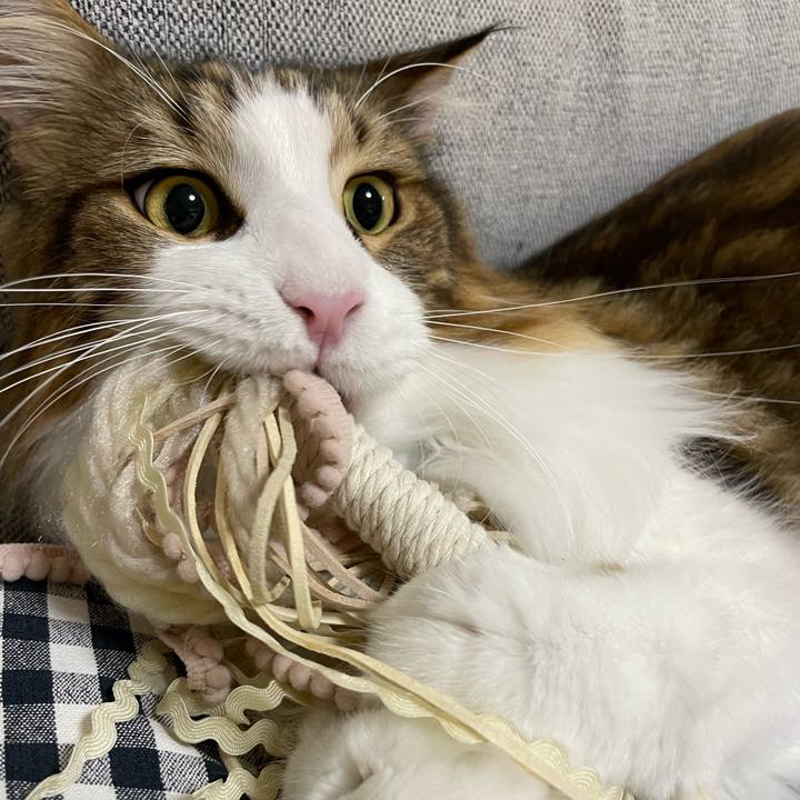 B2a8a5d7 908c 47af 8405 a6410e1cd27b 1666786102882