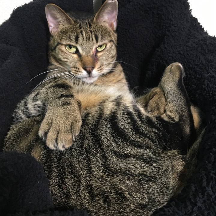 B2aaa1c1 2776 42a6 a220 610d1078323e 1540378781961