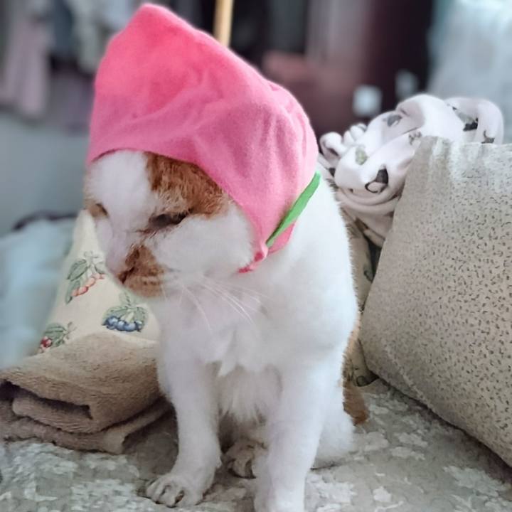 B2ab87cc 2cd2 4aea bfbe 8082966af75d 1723202097245