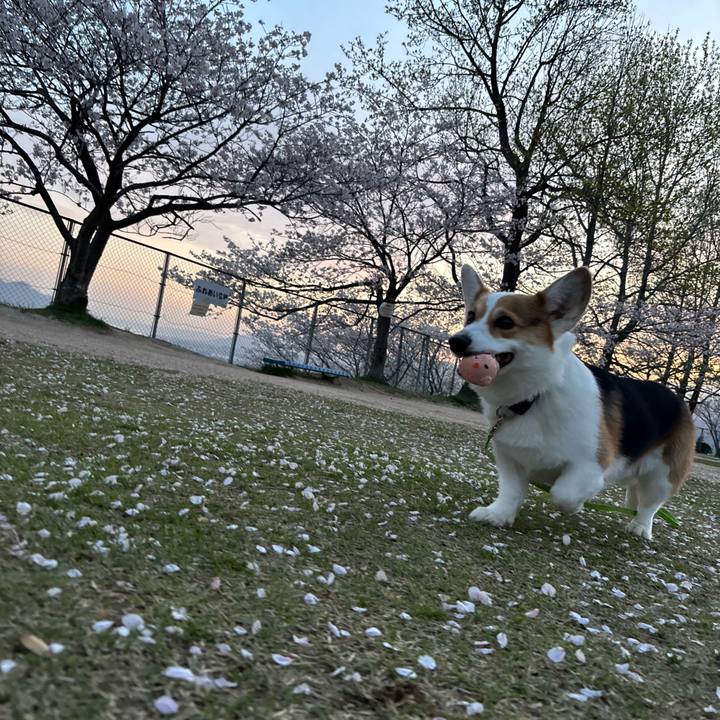 B2b4db92 59b7 4c93 a1dc 10c166660e6d 1775471263077