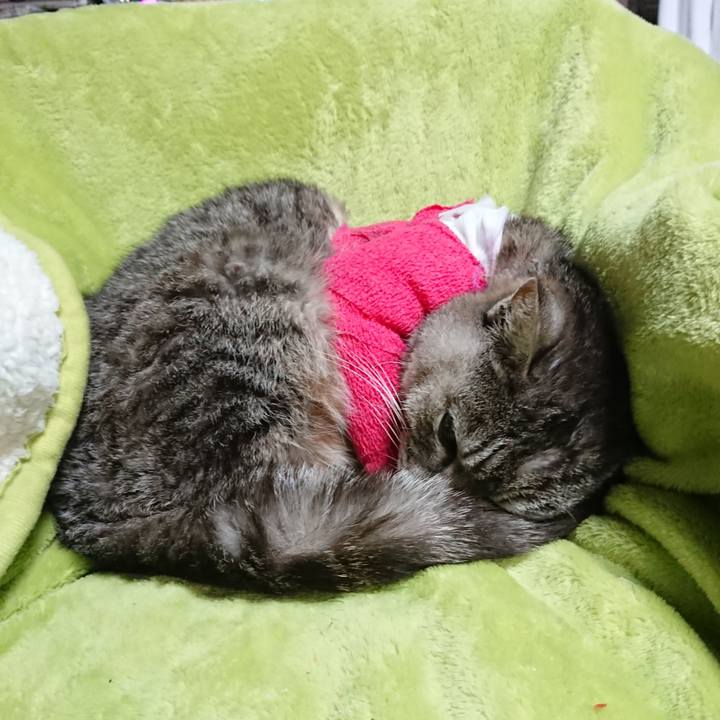 B2b8641c e98f 4b28 80fc 9bcc32319a39 1586728312670