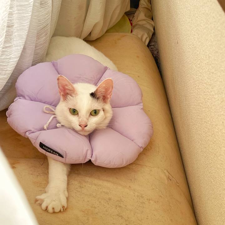 B2c35d7f a9d1 421e ad4a 5b844c4d69e3 1758754094076