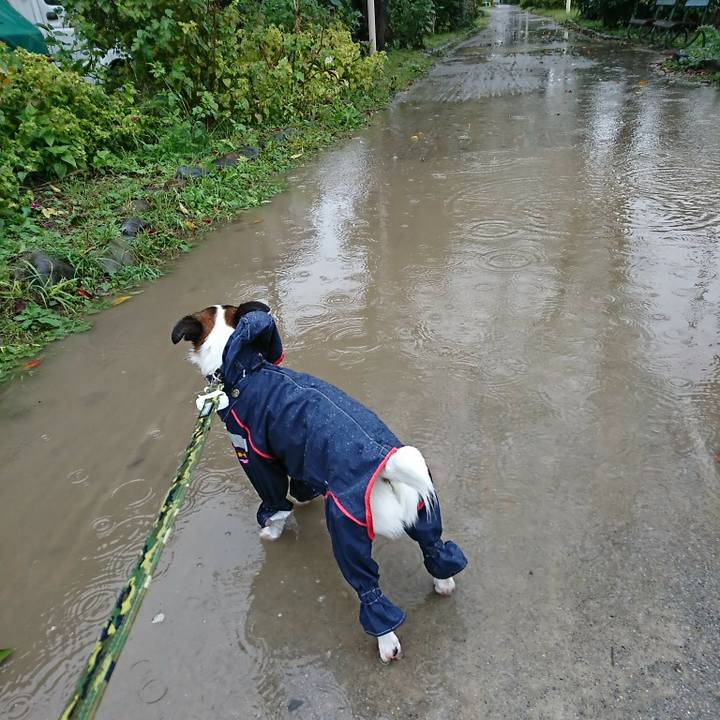 B2c390a8 ca0b 4cf6 aa10 e6452377bf4e 1508365649669