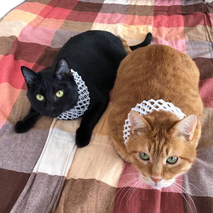 B2c41f25 c7c8 47ba 9be5 41a74e0dc2a3 1672371619234