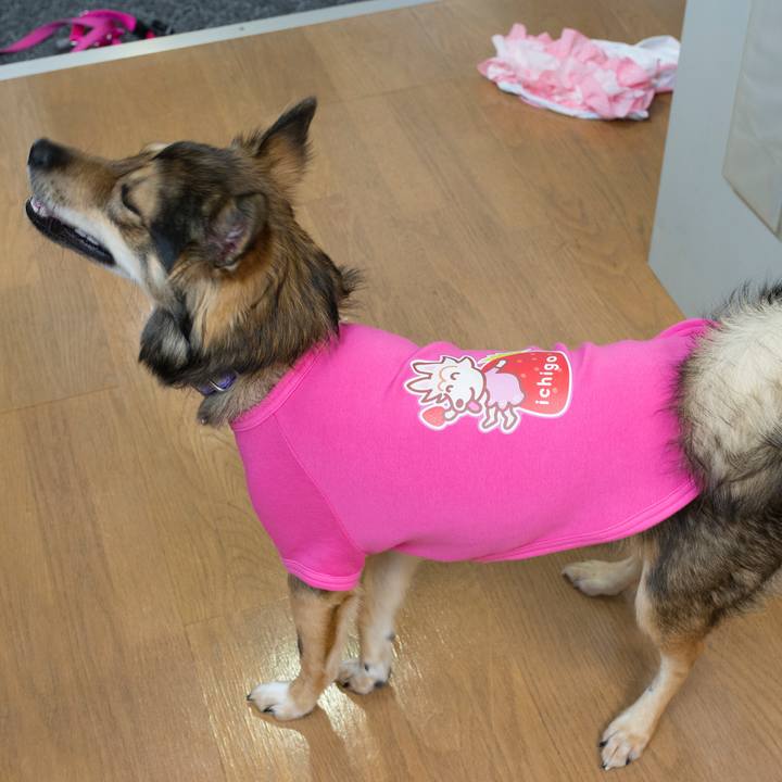 B2c58514 48a4 4e0b 87d8 a43b9ff85558 1534941660134