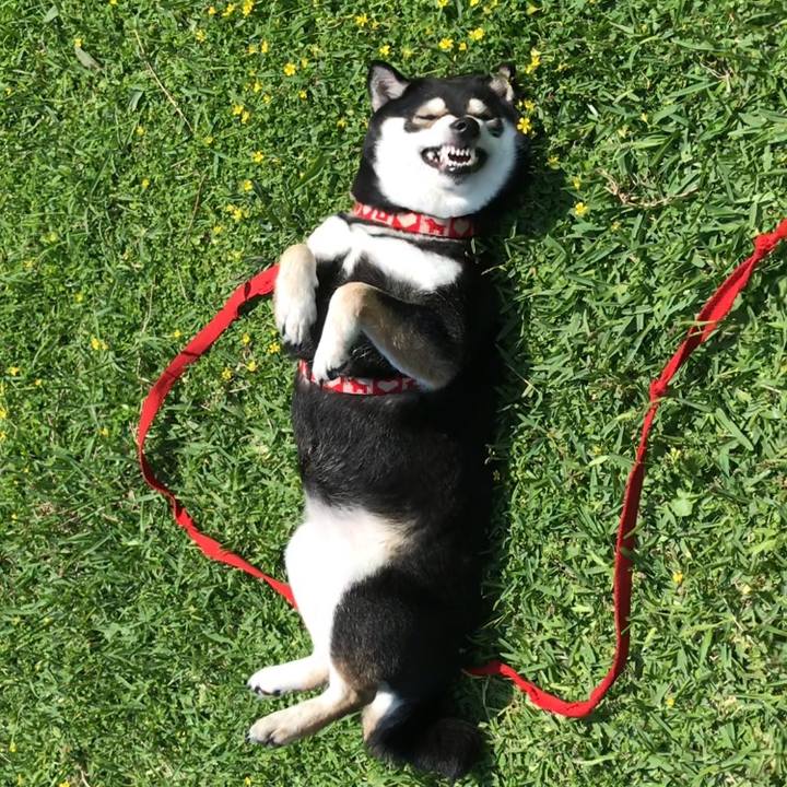 B2c5ea78 e22e 4cf7 97f2 1304e575a5a9 1524895403132