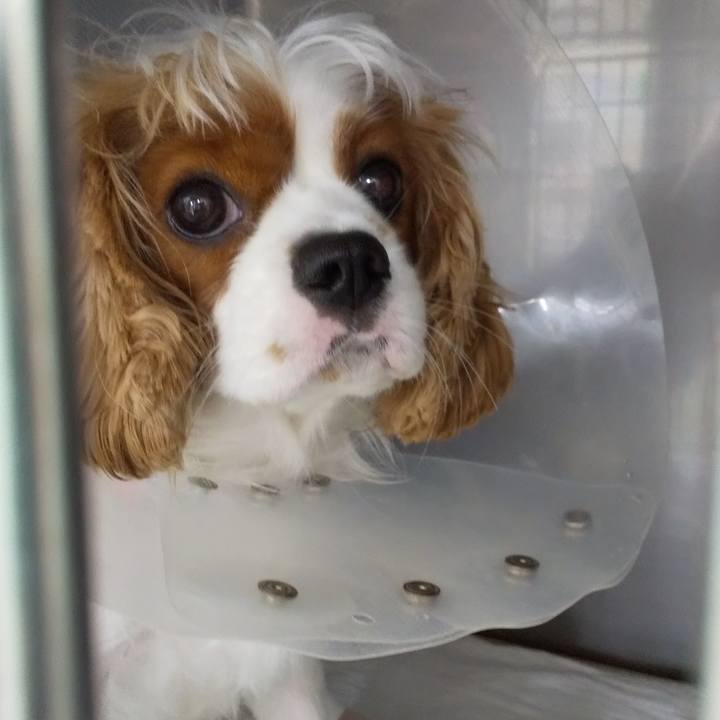 B2c7a4ba 4db6 441f acbd 7a256ac9b994 1593915241345