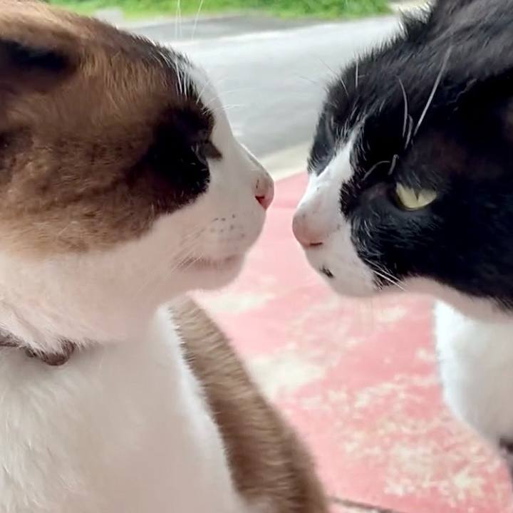 B2c7c43c ac58 474e 9ecd e88cd261a8f3 1750075507077