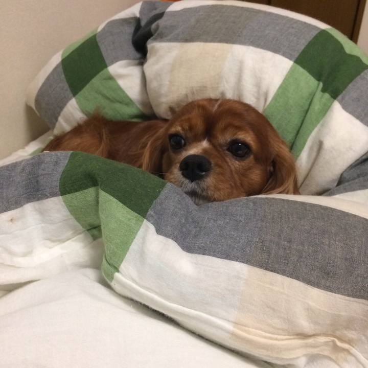 B2cb0610 3517 4e34 9d91 b7ea9ac28bbe 1602022638872