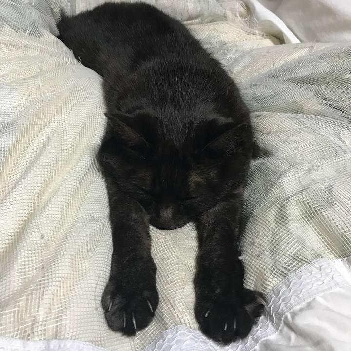 B2cb6e06 6d90 406d b9f1 82fd30d42e7b 1514042463365