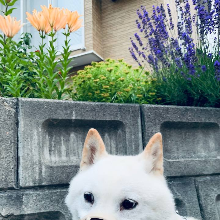 B2cd7633 b82f 44ac bc49 0f990429e4d0 1626208039629