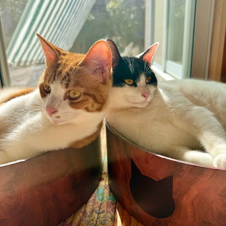 B2cd7749 10e8 40c9 9ffe bcf7c2eee073 1770815767458