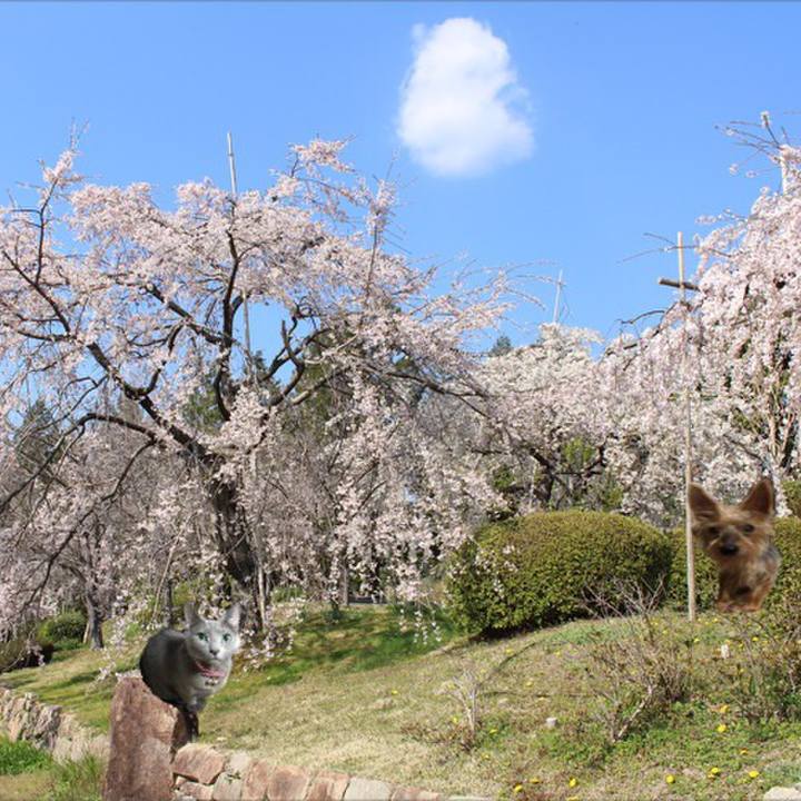 B2d02eff 8901 470d bbcb 1dcd21344e6c 1554376449829