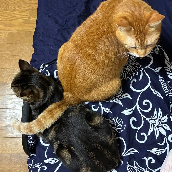 B2d18098 9c08 480c aff1 578f8d5d6cef 1758197222206