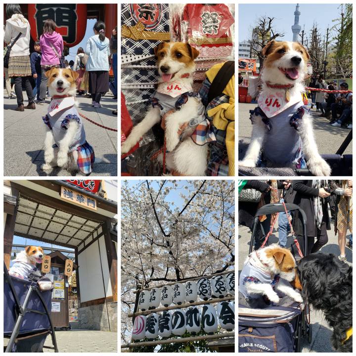 B2d243dc 84ad 49aa 91d9 95795fc8bd90 1554531822215