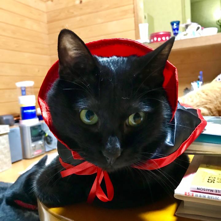 B2d4d5ce 0dad 4218 ad5f 1ccb5b6e3206 1538224440670