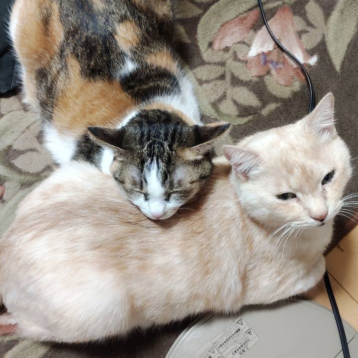 B2d85bed 74ab 486a 80a7 6e25a18eeaca 1737671573017