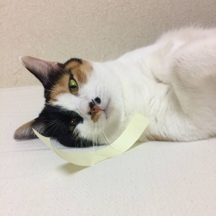 B2da949f 46dc 4a85 9705 74351d088ae7 1539644389922