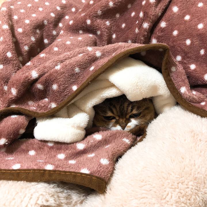 B2dc63e1 bad8 49ae b6b9 6c0c6d8e567e 1545896246852